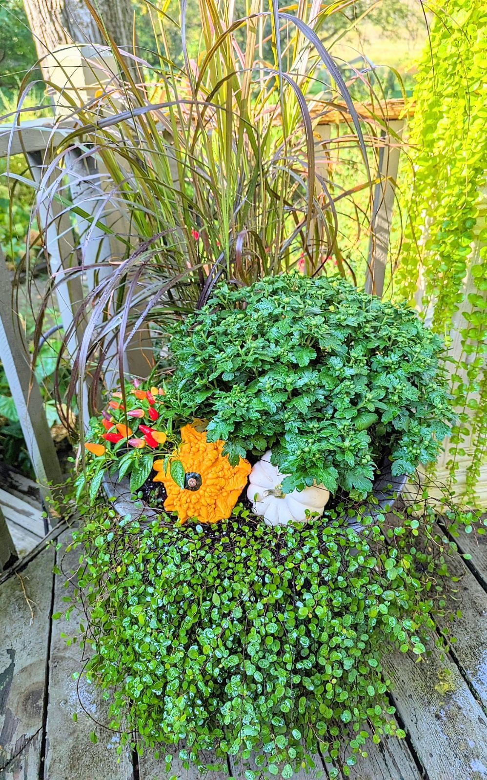 Garden planter with trailing vines
