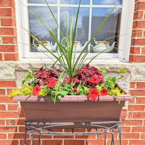 Entry planter with bold foliage